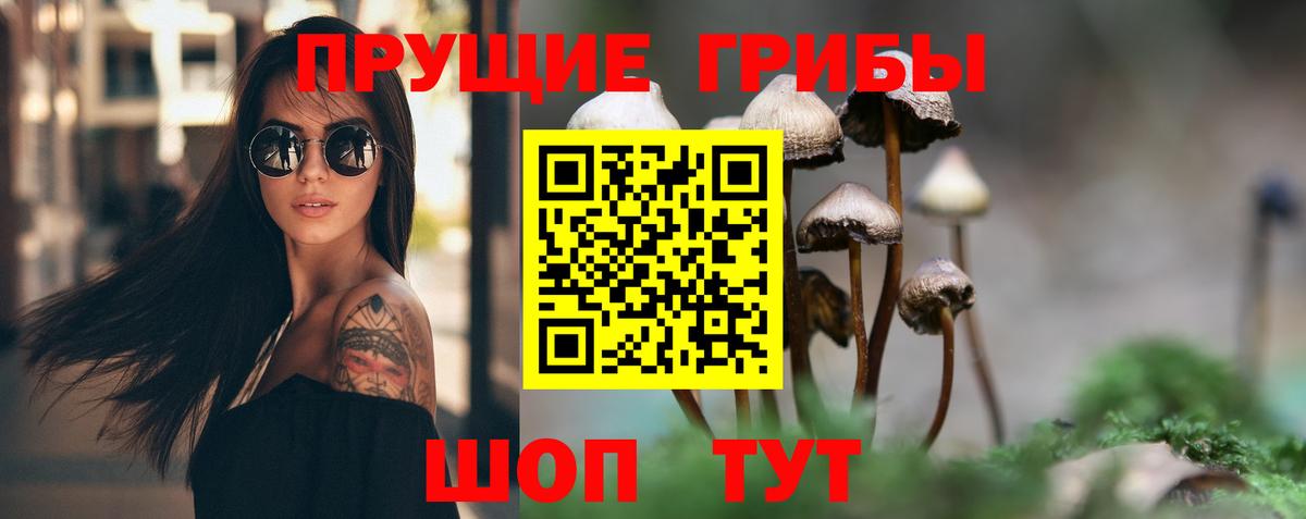 Камень-на-Оби  Галлюциногенные грибы Psilocybe  Вход с VPN 